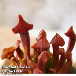 Sarracenia (Pitcher Plant) Mix -FruitHaven Shop SARR PURPUREA T41639