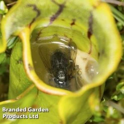 Sarracenia Purpurea 8 Sarracenia Purpurea -FruitHaven Shop SARR PURPUREA W38122