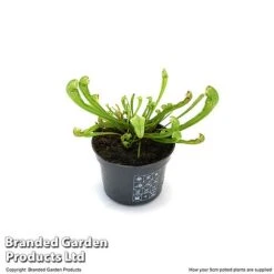 Sarracenia 'Wrigleyana' 12 Sarracenia 'Wrigleyana' -FruitHaven Shop SARR WRIGLE9CM T47998