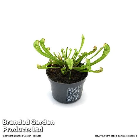 Sarracenia 'Wrigleyana' 7 Sarracenia 'Wrigleyana' - Image 5