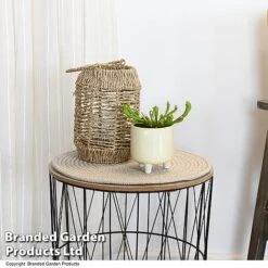 Sarracenia 'Wrigleyana' 9 Sarracenia 'Wrigleyana' -FruitHaven Shop SARR WRIGLEYAN T47999