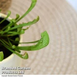 Sarracenia 'Wrigleyana' 13 Sarracenia 'Wrigleyana' -FruitHaven Shop SARR WRIGLEYAN T48000