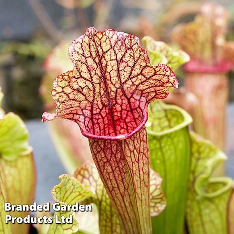 Sarracenia 'Wrigleyana' 6 Sarracenia 'Wrigleyana' - Image 4