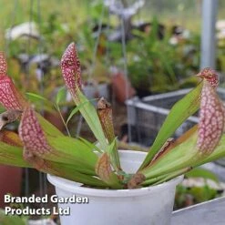 Sarracenia 'Wrigleyana' 10 Sarracenia 'Wrigleyana' -FruitHaven Shop SARR WRIGLEYAN W45414