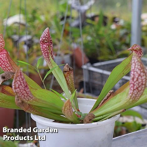 Sarracenia 'Wrigleyana' 5 Sarracenia 'Wrigleyana' - Image 3