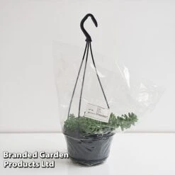 Sedum Morganianum 'Burrito' 13 Sedum Morganianum 'Burrito' -FruitHaven Shop SEDU BURRI14CM T44717