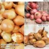 Shallot Triple Pack (Spring Planting) -FruitHaven Shop SHAL KC2350