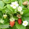 Strawberry 'Vesca' 1 Strawberry 'Vesca' -FruitHaven Shop STRA 64138 A