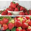 Strawberry Full Season Collection 1 Strawberry Full Season Collection -FruitHaven Shop STRA CWW3188 A