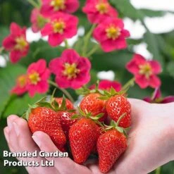 Featured Products 20 Grow Your Own Strawberry Collection