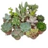5 Succulent Starter Plant Collection Indoor Cacti Houseplants Terrarium Plants 1 5 Succulent Starter Plant Collection Indoor Cacti Houseplants Terrarium Plants -FruitHaven Shop SUCC