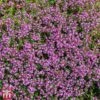 Creeping Thyme 1 Creeping Thyme -FruitHaven Shop T64680 HERB 1