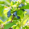 Lonicera Kamtschatica 'Myberry Sweet' -FruitHaven Shop T66336 LONI 1