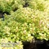 Thymus 'Archer's Gold' 2 Thymus 'Archer's Gold' -FruitHaven Shop THYM KC9145 A