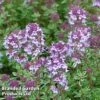 Thyme 'Silver Posie' 1 Thyme 'Silver Posie' -FruitHaven Shop THYM KC9146 A