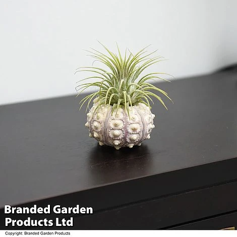 FruitHaven Shop -FruitHaven Shop TILL SPUTNIKSE T48847