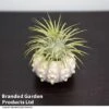 Air Plant (Tillandsia) In Sputnik Sea Urchin 1 Air Plant (Tillandsia) In Sputnik Sea Urchin -FruitHaven Shop TILL SPUTNIKSE T48849