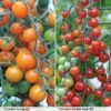 Tomato Duo (Garden Ready) -FruitHaven Shop TOMA T57637P A h