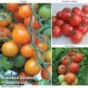 Tomato Value Collection -FruitHaven Shop TOMA WKC9645 A