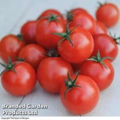 Tomato Value Collection 8 Tomato Value Collection -FruitHaven Shop TOMA WKC9645 C