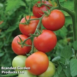 Tomato Value Collection 9 Tomato Value Collection -FruitHaven Shop TOMA WKC9645 D
