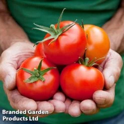 Tomato Gardeners Favourite Collection (Grafted) -FruitHaven Shop TOMATO COLL2