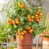 Tomato 'Dora Orange' 1 Tomato 'Dora Orange' -FruitHaven Shop TOMA HEARTBREA S630541