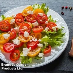 Tomato 'Dora Orange' 9 Tomato 'Dora Orange' -FruitHaven Shop TOMA WINDWSILL L38589