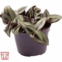 Tradescantia Zebrina 19 Tradescantia Zebrina -FruitHaven Shop TRAD TKA2955 B