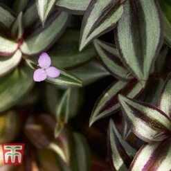 Tradescantia Zebrina 17 Tradescantia Zebrina -FruitHaven Shop TRAD TKA2955 C