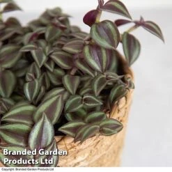 Tradescantia Purple Passion 6 Tradescantia Purple Passion -FruitHaven Shop TRAD PURPPASSI T39008