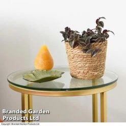 Tradescantia Purple Passion 7 Tradescantia Purple Passion -FruitHaven Shop TRAD PURPPASSI T39010