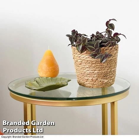 Tradescantia Purple Passion 5 Tradescantia Purple Passion - Image 3