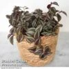 Tradescantia Purple Passion 1 Tradescantia Purple Passion -FruitHaven Shop TRAD PURPPASSI T39012