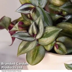 Tradescantia Zebrina 15 Tradescantia Zebrina -FruitHaven Shop TRAD ZEBRI12CM T48396