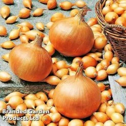 Onion Triple Pack (Spring) 6 Onion Triple Pack (Spring) -FruitHaven Shop VEONI308451