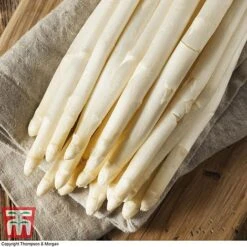 Asparagus Collection (Spring Planting) 11 Asparagus Collection (Spring Planting) -FruitHaven Shop Vittorio Asparagus2