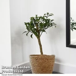 FruitHaven Shop -FruitHaven Shop YUZU CITRUSPLA T48742