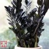 Zamioculcas Zamiifolia Raven 1 Zamioculcas Zamiifolia Raven -FruitHaven Shop ZAM KB3238 A