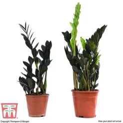 Zamioculcas Zamiifolia Raven 13 Zamioculcas Zamiifolia Raven -FruitHaven Shop ZAM KB3238 B