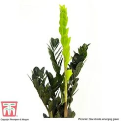 Zamioculcas Zamiifolia Raven 14 Zamioculcas Zamiifolia Raven -FruitHaven Shop ZAMI KB3238 C