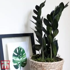 Zamioculcas Zamiifolia Raven 15 Zamioculcas Zamiifolia Raven -FruitHaven Shop Zinnia2