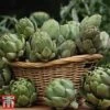 Globe Artichoke 'Green Globe Improved' F1 Hybrid 2 Globe Artichoke 'Green Globe Improved' F1 Hybrid -FruitHaven Shop arti