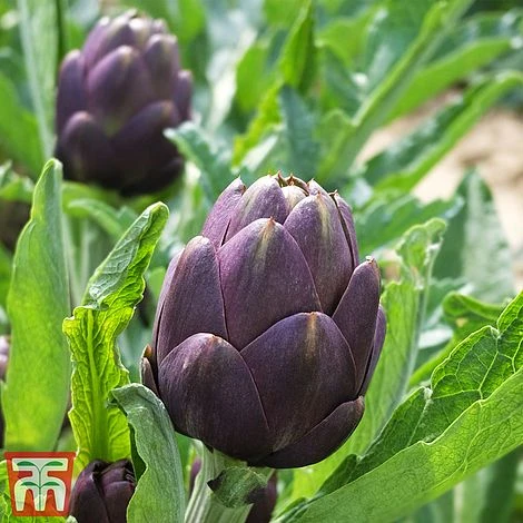 Globe Artichoke 'Purple Globe' 4 Globe Artichoke 'Purple Globe' - Image 2