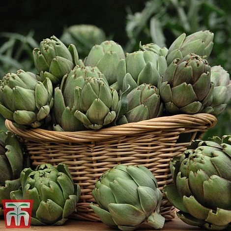 Globe Artichoke 'Green Globe Improved' F1 Hybrid 3 Globe Artichoke 'Green Globe Improved' F1 Hybrid