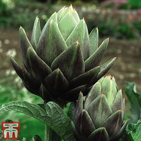 Globe Artichoke 'Green Globe Improved' F1 Hybrid 4 Globe Artichoke 'Green Globe Improved' F1 Hybrid - Image 2
