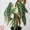 Begonia Maculata 2 Begonia Maculata -FruitHaven Shop bego mac3