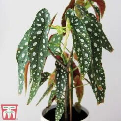 Featured Products 16 Begonia Maculata