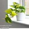 Philodendron Scandens Brasil 1 Philodendron Scandens Brasil -FruitHaven Shop brasil3