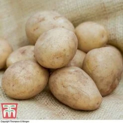 Potato 'T&M All Year Round Collection' -FruitHaven Shop casa